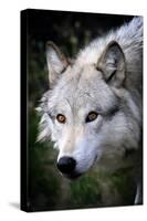 Wolf Face-Lantern Press-Stretched Canvas