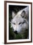 Wolf Face-Lantern Press-Framed Art Print