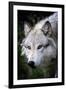 Wolf Face-Lantern Press-Framed Art Print