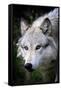 Wolf Face-Lantern Press-Framed Stretched Canvas