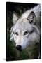 Wolf Face-Lantern Press-Stretched Canvas