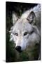 Wolf Face-Lantern Press-Stretched Canvas