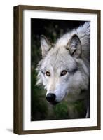 Wolf Face-Lantern Press-Framed Art Print