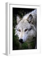 Wolf Face-Lantern Press-Framed Art Print