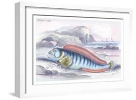 Wolf Fish-Robert Hamilton-Framed Art Print