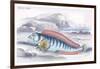 Wolf Fish-Robert Hamilton-Framed Art Print