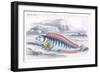 Wolf Fish-Robert Hamilton-Framed Premium Giclee Print