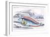 Wolf Fish-Robert Hamilton-Framed Premium Giclee Print