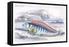 Wolf Fish-Robert Hamilton-Framed Stretched Canvas