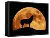 Wolf Howling at Full Moon, Side View in Silhouette-null-Framed Stretched Canvas