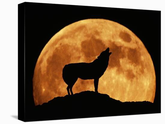 Wolf Howling at Full Moon, Side View in Silhouette-null-Stretched Canvas
