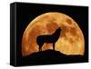 Wolf Howling at Full Moon, Side View in Silhouette-null-Framed Stretched Canvas