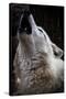 Wolf Howling-Lantern Press-Stretched Canvas