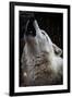 Wolf Howling-Lantern Press-Framed Art Print
