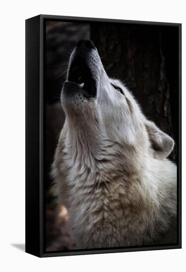 Wolf Howling-Lantern Press-Framed Stretched Canvas