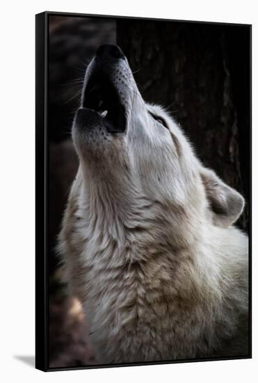 Wolf Howling-Lantern Press-Framed Stretched Canvas