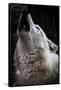 Wolf Howling-Lantern Press-Framed Stretched Canvas