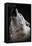 Wolf Howling-Lantern Press-Framed Stretched Canvas