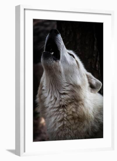 Wolf Howling-Lantern Press-Framed Art Print