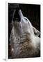 Wolf Howling-Lantern Press-Framed Art Print