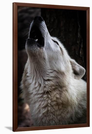 Wolf Howling-Lantern Press-Framed Art Print