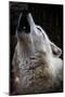Wolf Howling-Lantern Press-Mounted Art Print