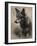 Wolf I-Sasha-Framed Giclee Print