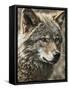 Wolf III-Sasha-Framed Stretched Canvas