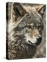 Wolf III-Sasha-Stretched Canvas