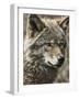 Wolf III-Sasha-Framed Giclee Print