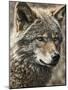 Wolf III-Sasha-Mounted Giclee Print