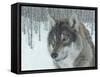 Wolf in Aspens-Carla Kurt-Framed Stretched Canvas