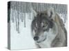 Wolf in Aspens-Carla Kurt-Stretched Canvas