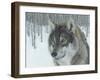 Wolf in Aspens-Carla Kurt-Framed Giclee Print