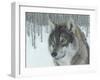 Wolf in Aspens-Carla Kurt-Framed Giclee Print