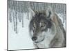 Wolf in Aspens-Carla Kurt-Mounted Giclee Print