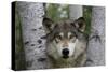 Wolf in Birches-W. Perry Conway-Stretched Canvas
