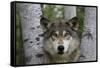 Wolf in Birches-W. Perry Conway-Framed Stretched Canvas