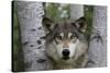 Wolf in Birches-W. Perry Conway-Stretched Canvas