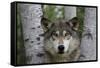 Wolf in Birches-W. Perry Conway-Framed Stretched Canvas