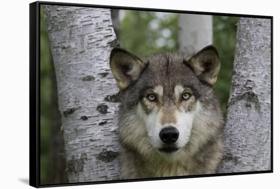Wolf in Birches-W. Perry Conway-Framed Stretched Canvas