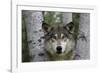 Wolf in Birches-W. Perry Conway-Framed Photographic Print