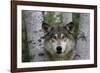 Wolf in Birches-W. Perry Conway-Framed Photographic Print