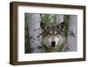 Wolf in Birches-W. Perry Conway-Framed Photographic Print