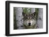 Wolf in Birches-W. Perry Conway-Framed Photographic Print