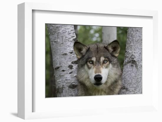 Wolf in Birches-W. Perry Conway-Framed Photographic Print