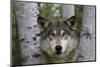 Wolf in Birches-W. Perry Conway-Mounted Photographic Print
