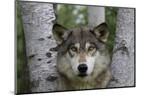 Wolf in Birches-W. Perry Conway-Mounted Photographic Print