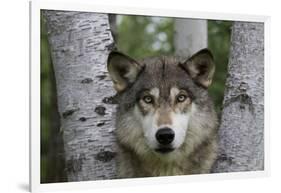 Wolf in Birches-W. Perry Conway-Framed Photographic Print