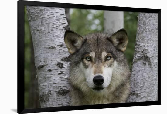 Wolf in Birches-W. Perry Conway-Framed Photographic Print